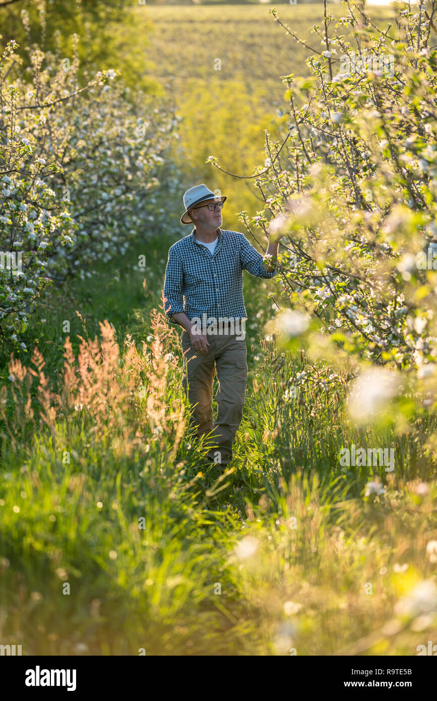 Apple grower checking the flowering of his apple trees Stock Photo