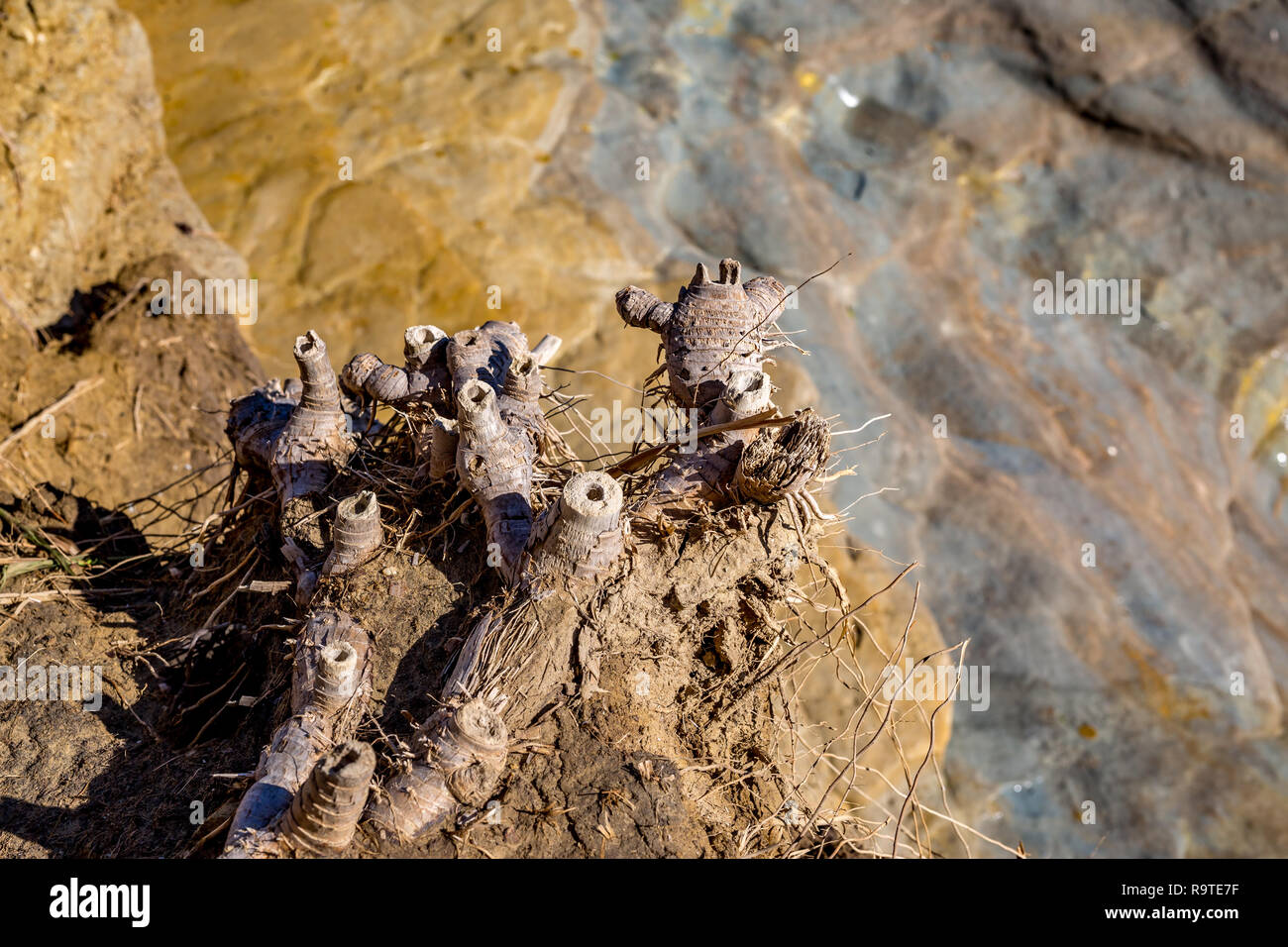 Page 3 - Wildlife Greece Corfu High Resolution Stock Photography and Images  - Alamy