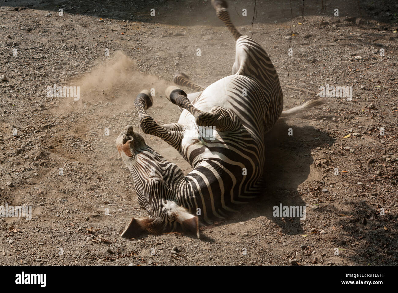 Grevy's zebra (Equus grevyi), aka imperial zebra, rubs back by rolling in the dirt, Taipei Zoo a.k.a. Muzha Zoo, Taipei City, Taiwan Stock Photo