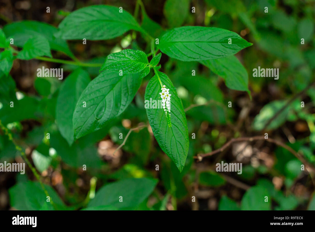 Scorpion's tail plant (Heliotropium angiospermum) Long Key Natural