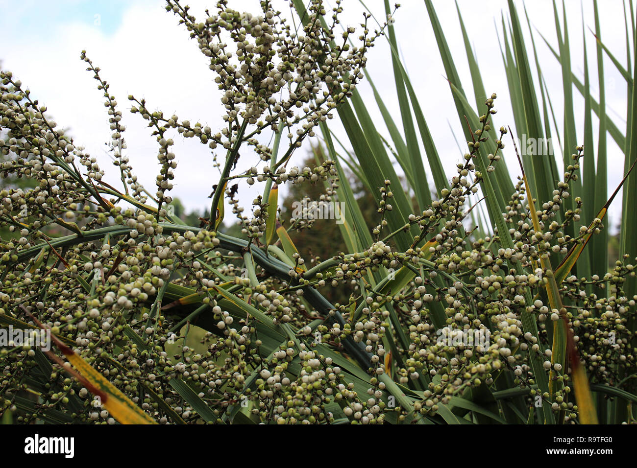 Close up of the fruit of an Astelia nervosa plant at the Washington Park Arboretum in Seattle, Washington Stock Photo