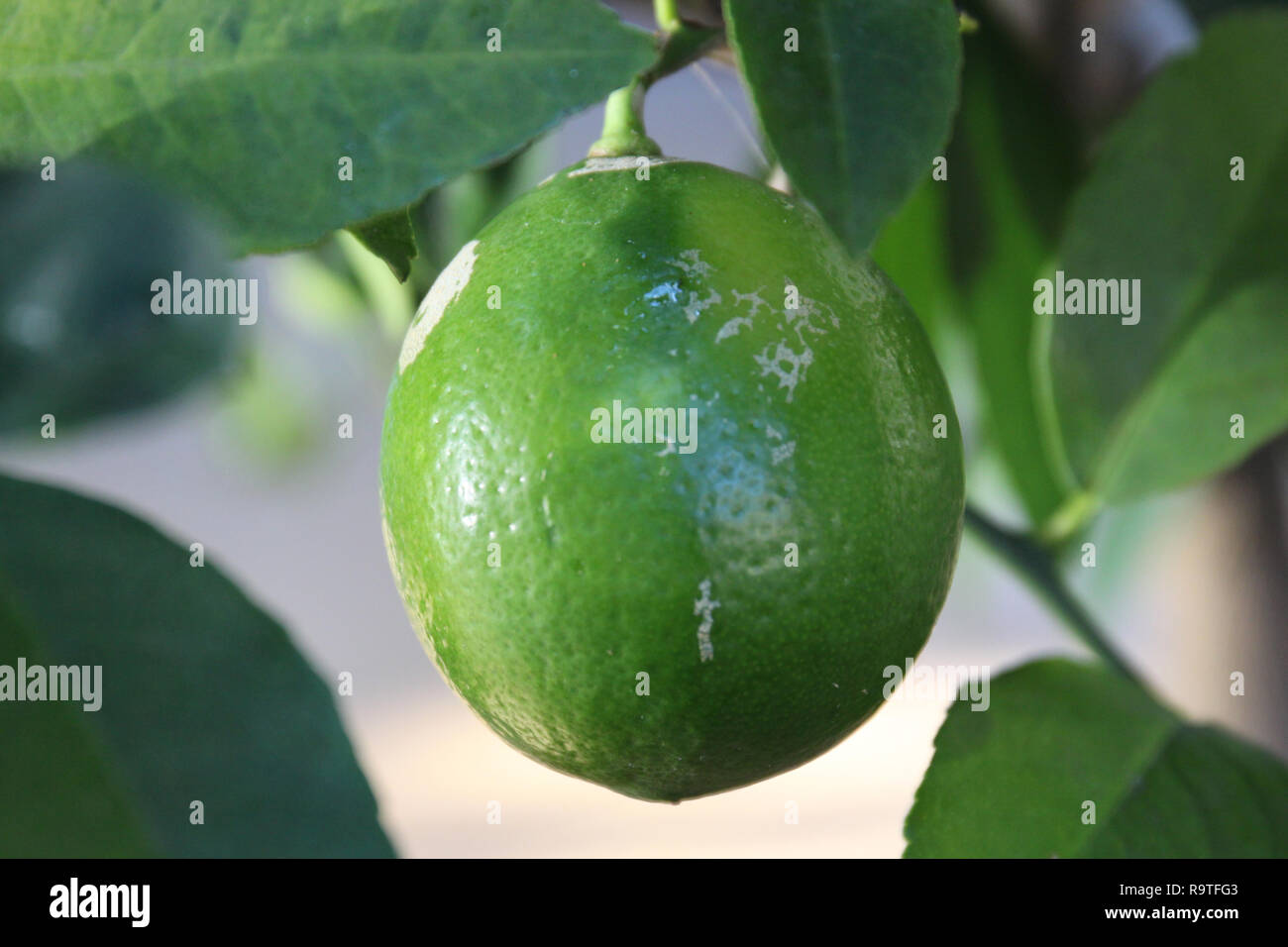 Close up of a full grown, unripened, green Calamondin Orange Stock Photo