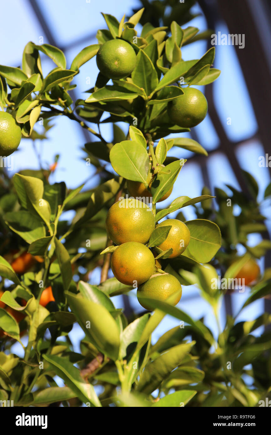 A branch of a Calamondin Orange tree filled with fruit in varying stages of ripeness Stock Photo