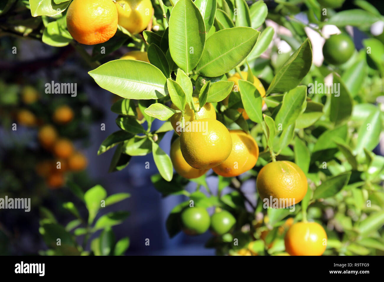 Close up of a branch of a Calamondin Orange tree filled with fruit in varying stages of ripeness Stock Photo
