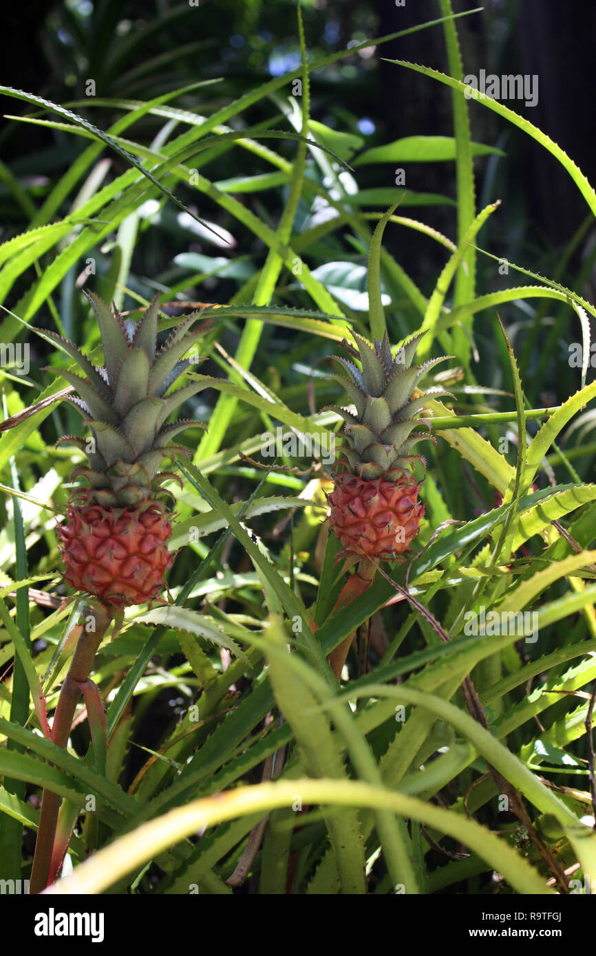 Pineapple Plant High Resolution Stock Photography and Images Alamy