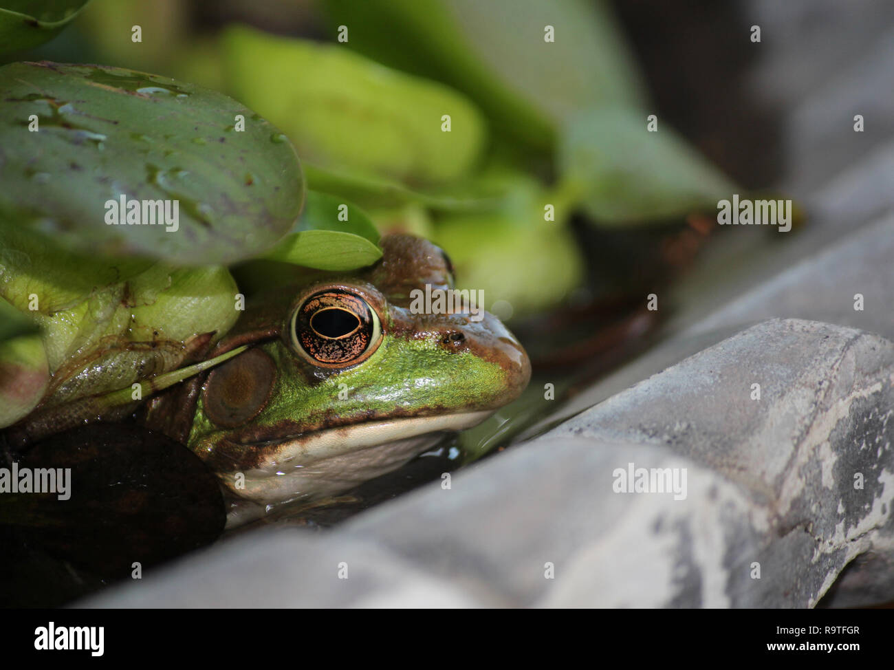 Close up of the head of a female American Bullfrog, Lithobates catesbeianus, sitting in a fountain in Wisconsin, USA Stock Photo