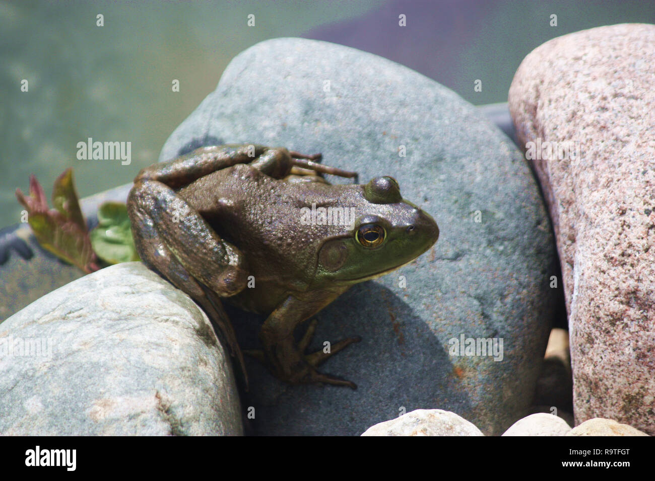 Close up of  a female American Bullfrog, Lithobates catesbeianus, sitting on rocks in Wisconsin, USA Stock Photo