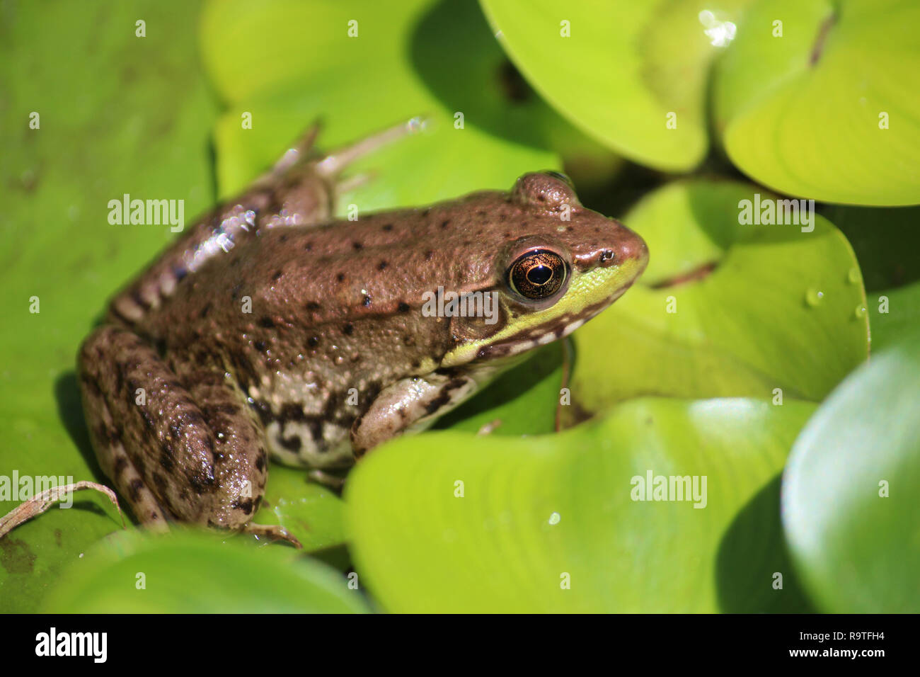 Close up of an American Bullfrog, Lithobates catesbeianus, sitting on a lily pad Stock Photo