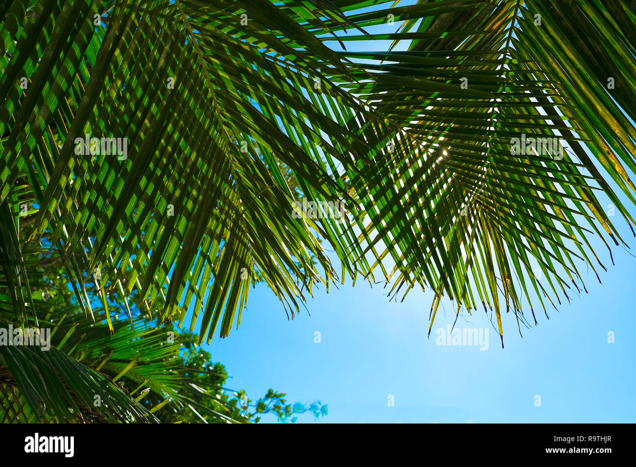 Palm leaves on blue sky background Stock Photo - Alamy