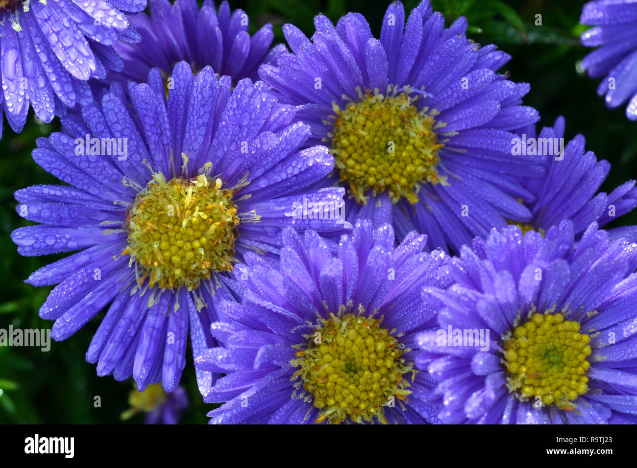 Michaelmas daisies, Aster Amellus,purple Stock Photo