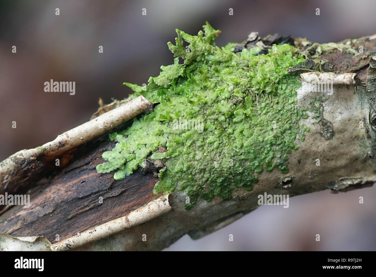 Even Scalewort moss, Radula complanata, a cannabis moss Stock Photo