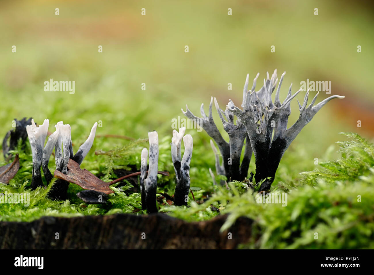 Xylaria hypoxylon, known as the candlestick fungus, the candlesnuff