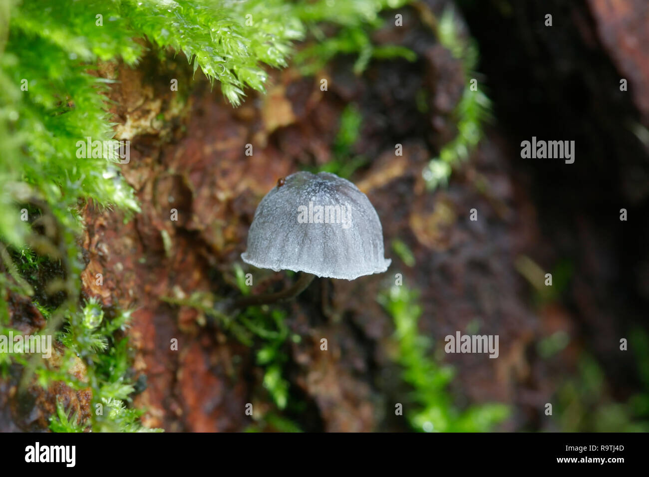 Fairy helmet bonnet mushroom, Mycena pseudocorticola Stock Photo