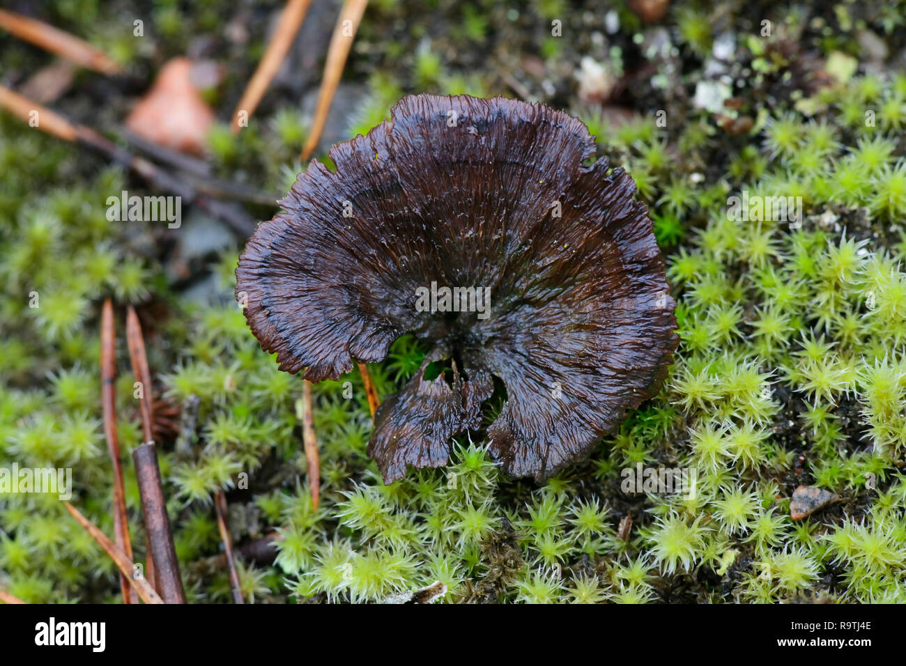 Thelephora caryophyllea, commonly called the Carnation Fungus or Carnation Earthfan Stock Photo