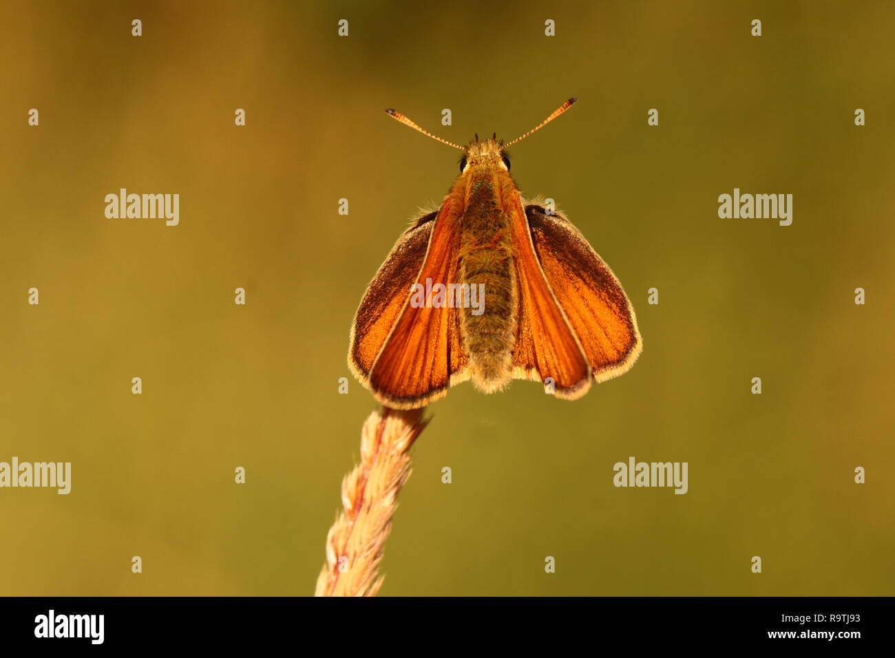 Small Skipper Butterfly Stock Photo