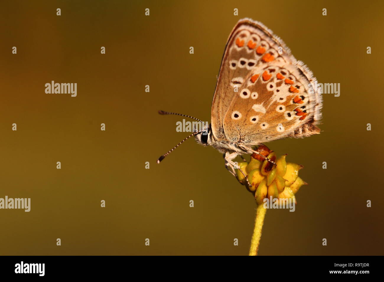 Brown Argus Butterfly Stock Photo