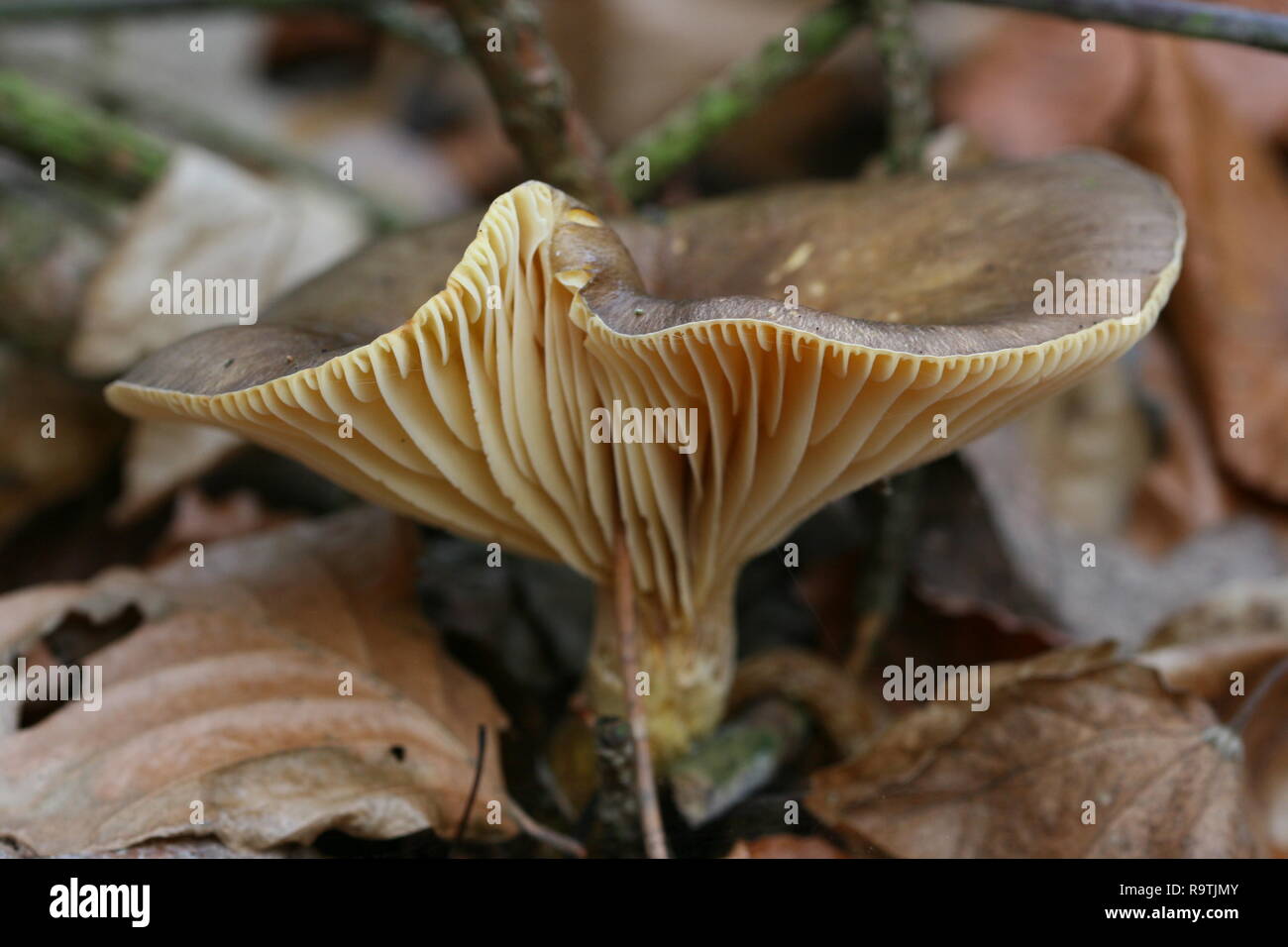 Lactarius rufus (Rufous Milkcap) Stock Photo