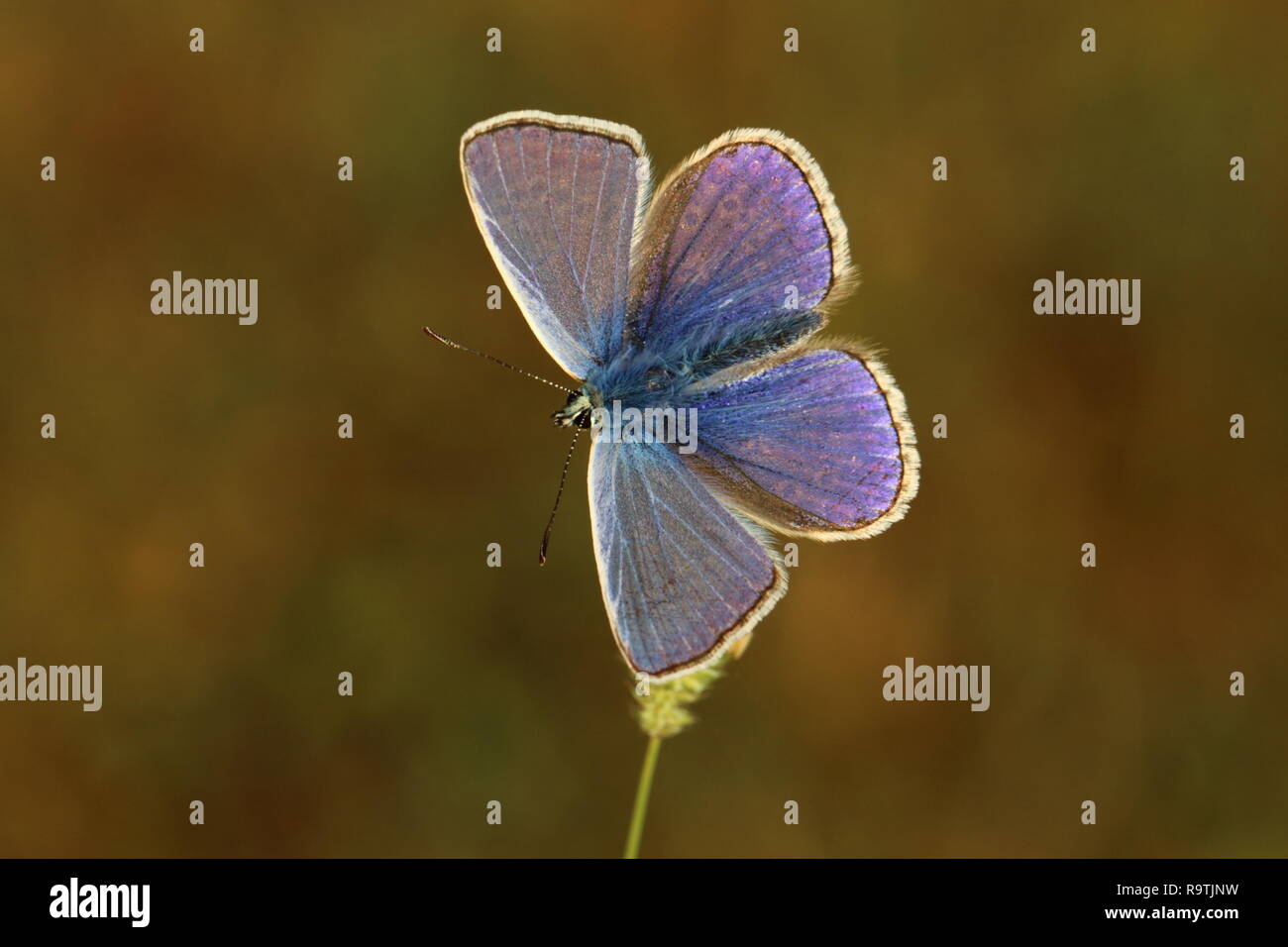 Male Common Blue Butterfly Stock Photo