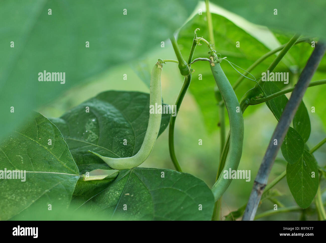 Plant with long stalk and leaves hires stock photography and images