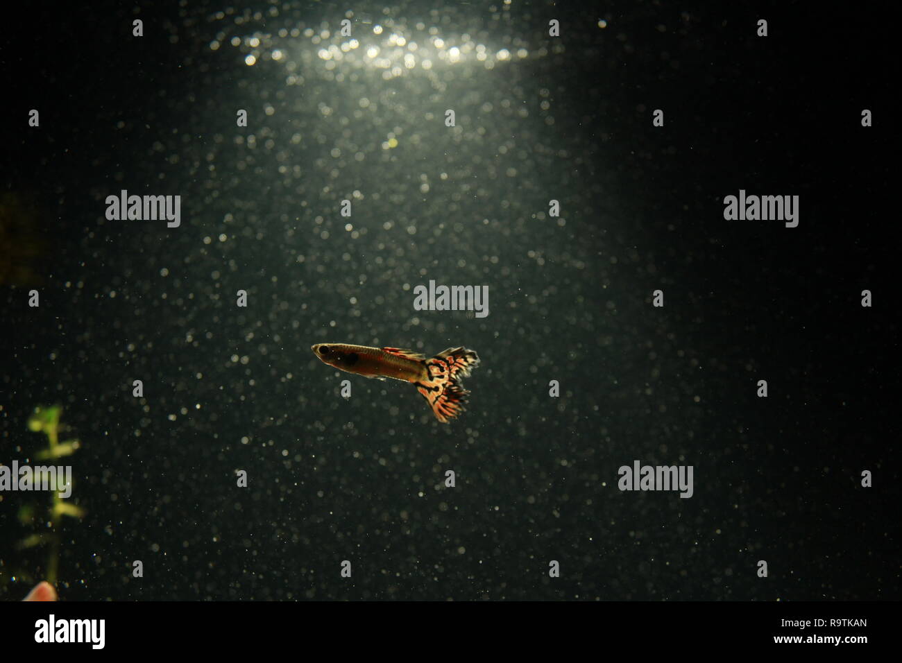 Backlit Aquarium Fish Stock Photo - Alamy