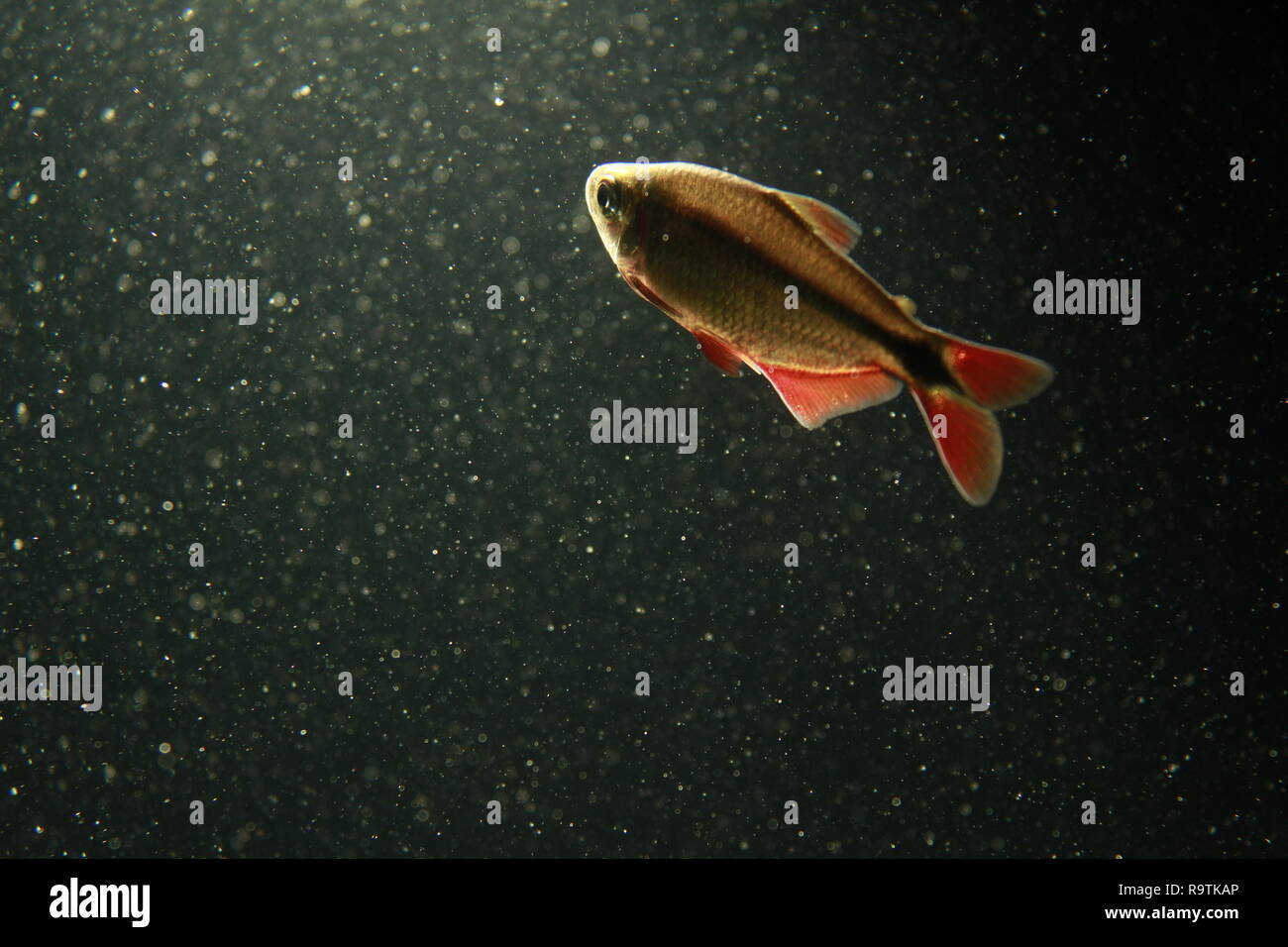 Backlit Aquarium Fish Stock Photo - Alamy