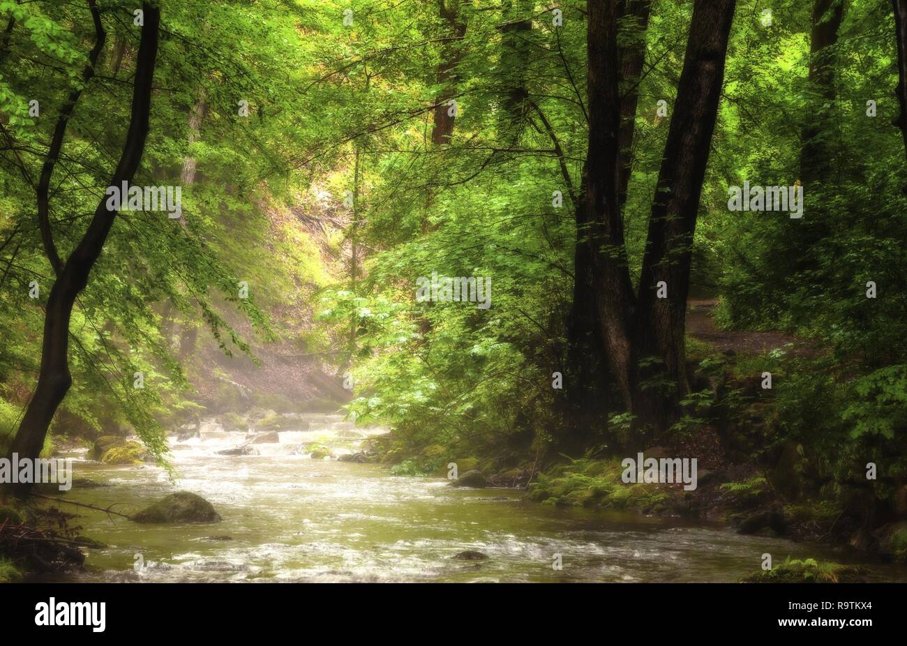 Ilsetal in the Harz Mountains: Valley with a river in the forest with light mist Stock Photo