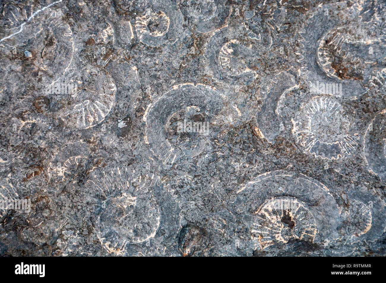 Fossilised Ammonite shells on the Ammonite pavement at Lyme Regis