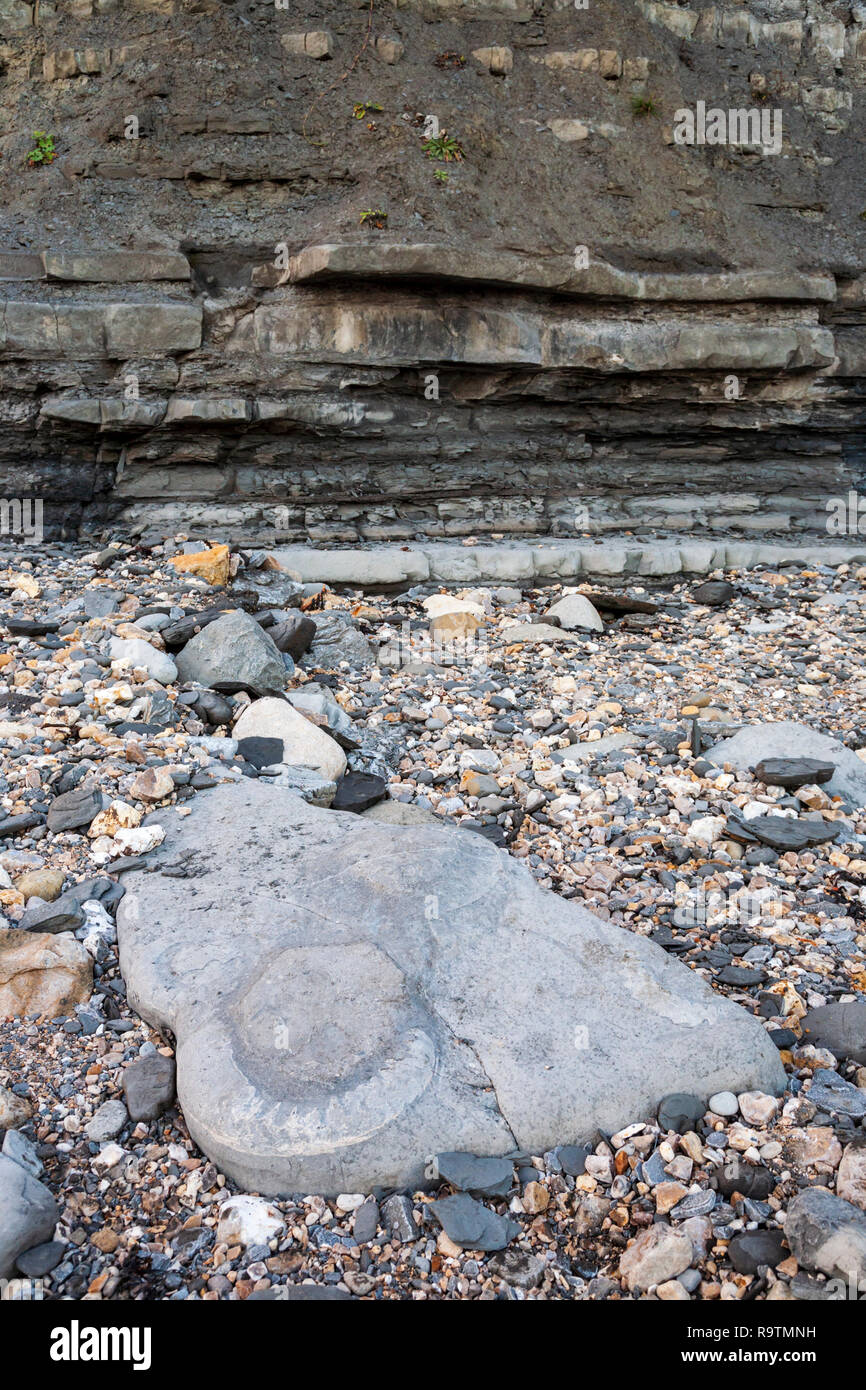 Fossilised Ammonite shells on Monmouth Beach below the Ware cliffs at
