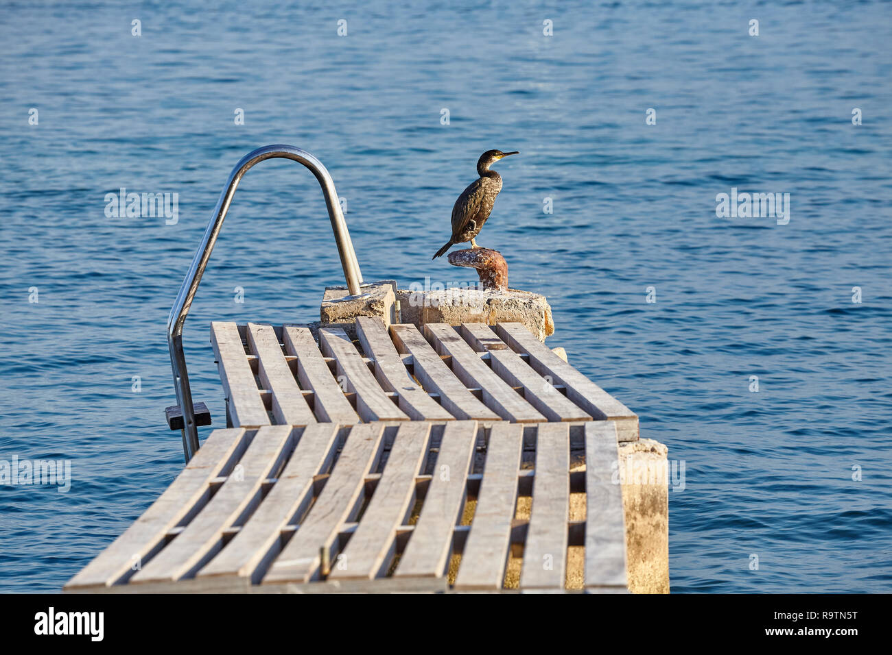 Cormorant on an old swimming pier, Mallorca, Spain. Stock Photo