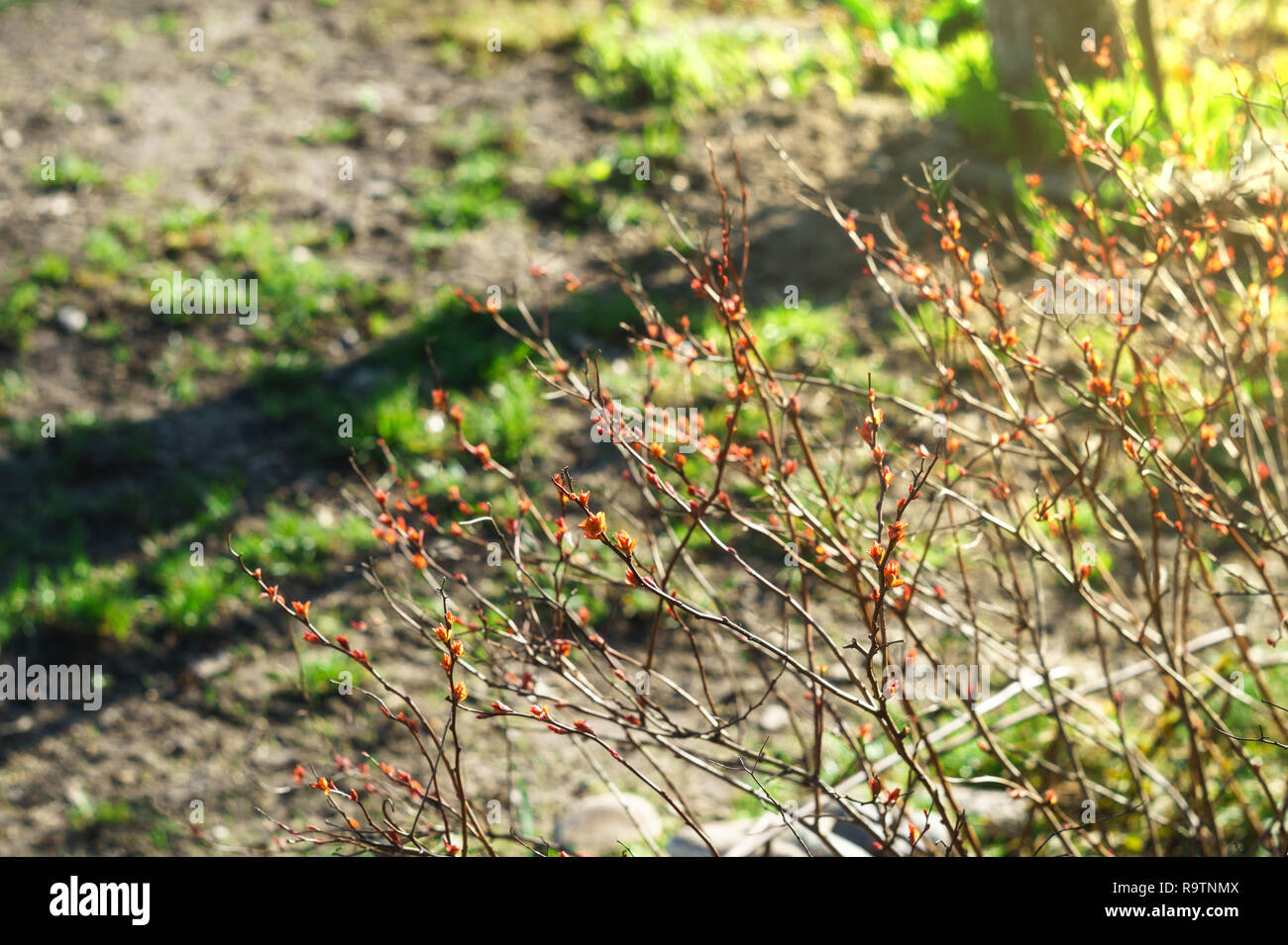 Young Spring Leaves On A Japanese Spirea Bush Stock Photo Alamy
