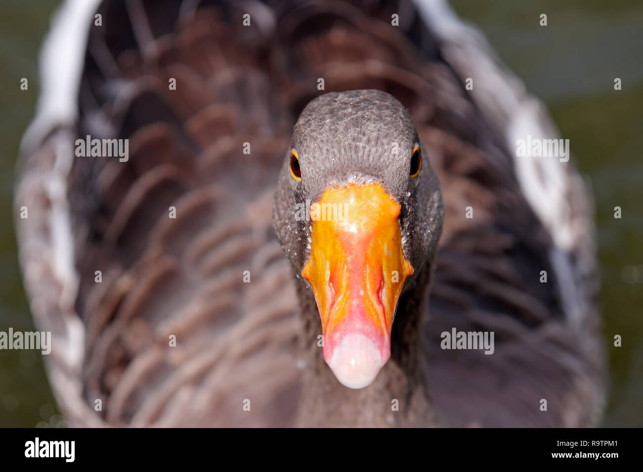Brown duck Stock Photo