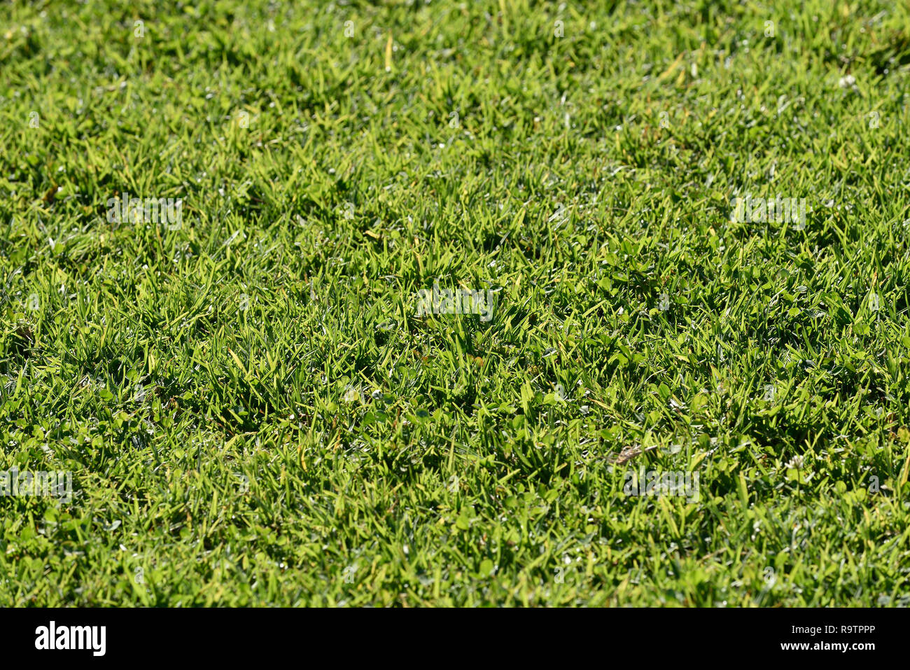 Lawn grass against back light Stock Photo