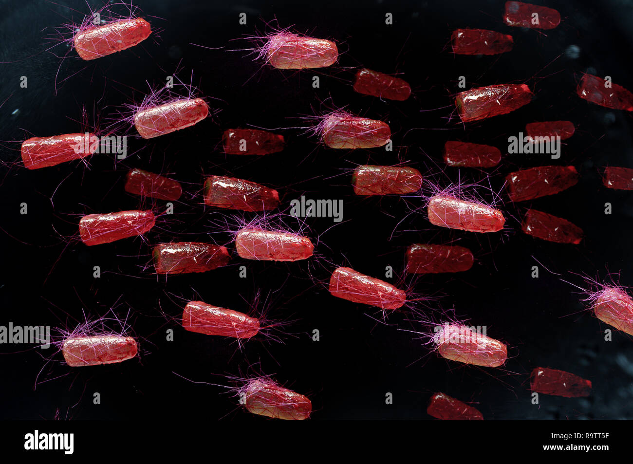 Escherichia coli also known as Ecoli bacteria health science concept Stock Photo