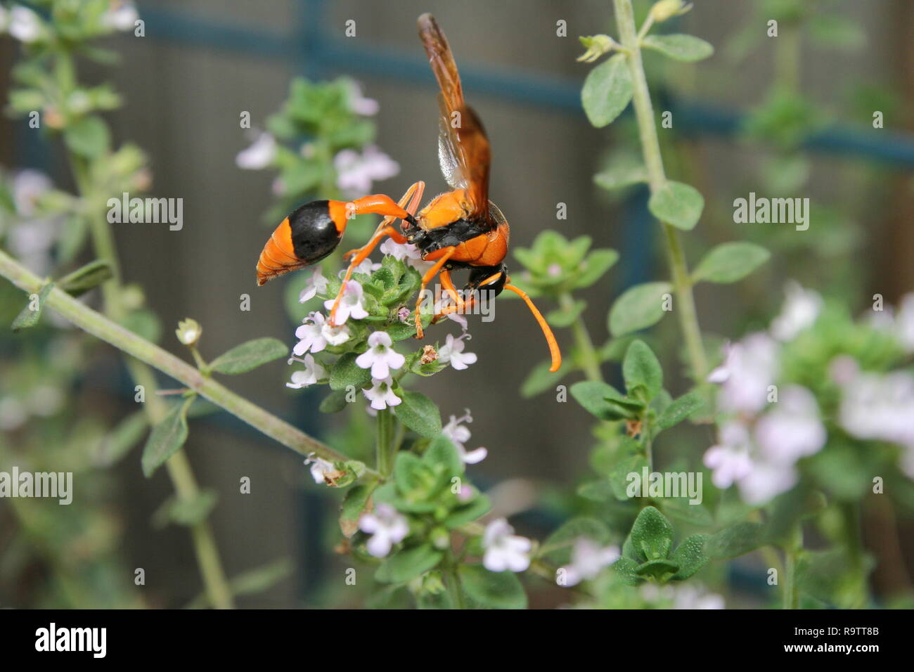 orange-potter-wasp-eumenes-latreilli-stock-photo-alamy