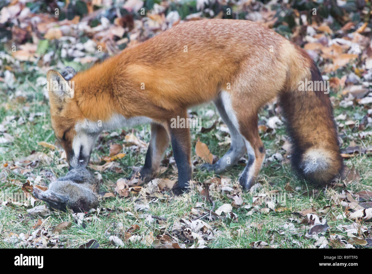 Red Fox Eating Squirrel Stock Photo Alamy