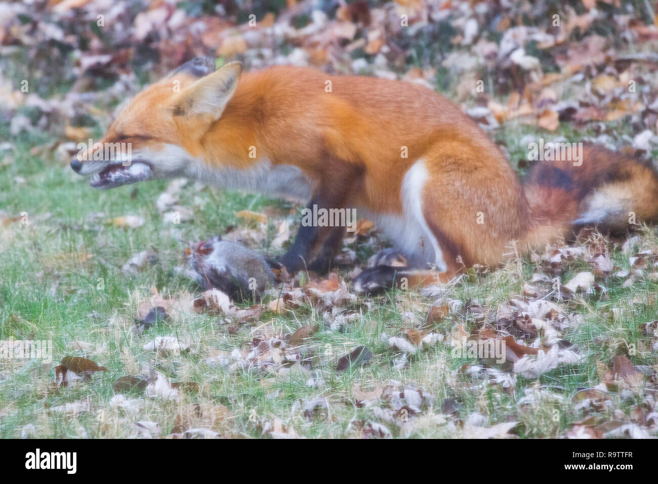 Red Fox Eating Squirrel Stock Photo Alamy