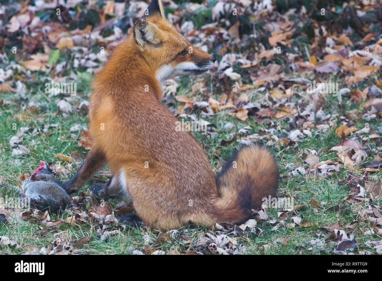 Red Fox Eating Squirrel Stock Photo Alamy