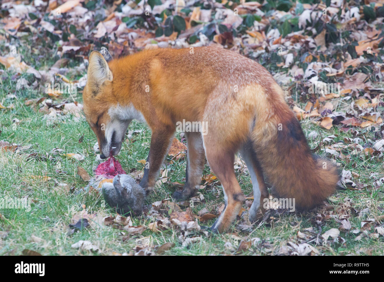 Red Fox Eating Squirrel Stock Photo - Alamy