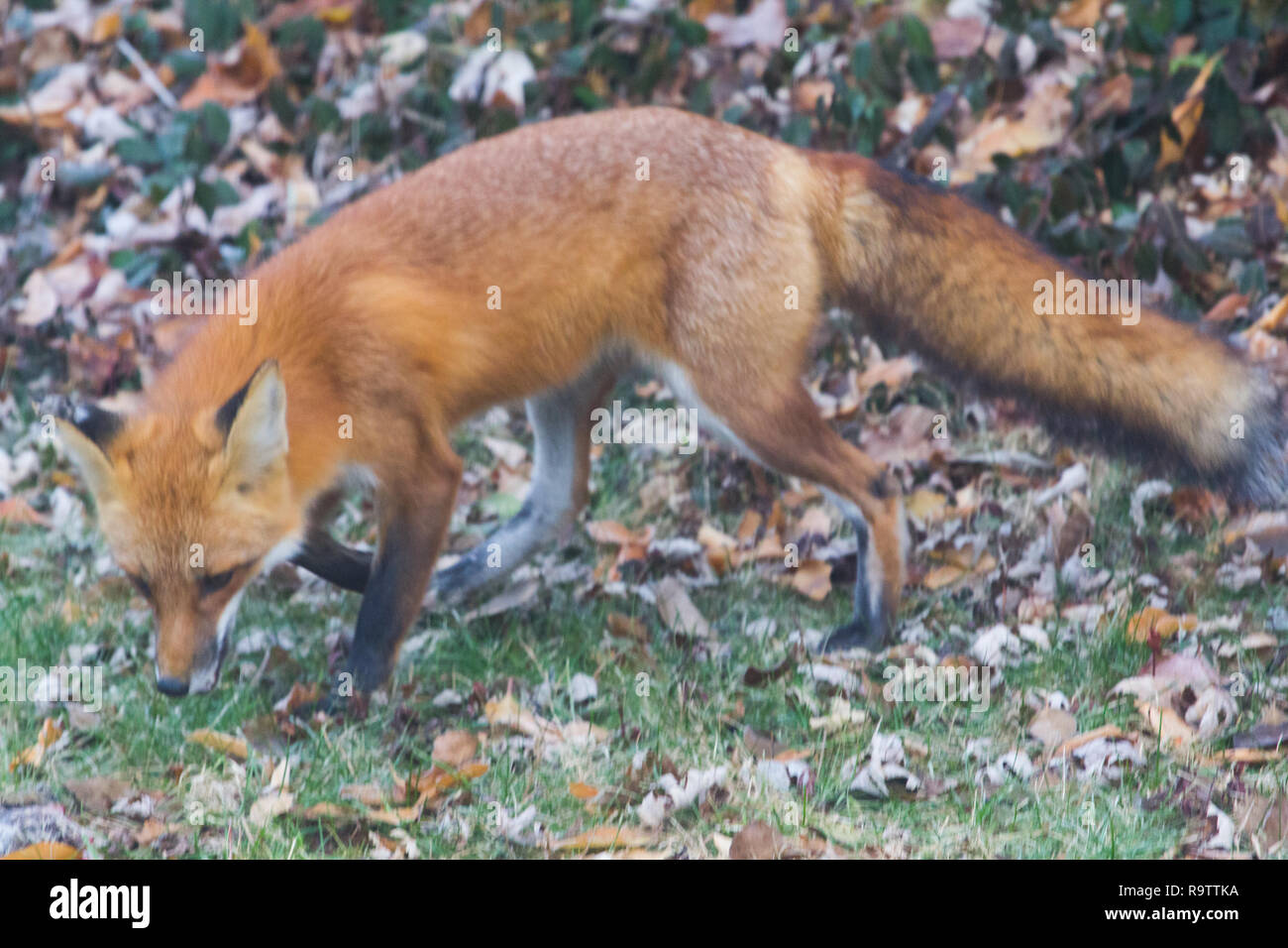 Red Fox Eating Squirrel Stock Photo Alamy