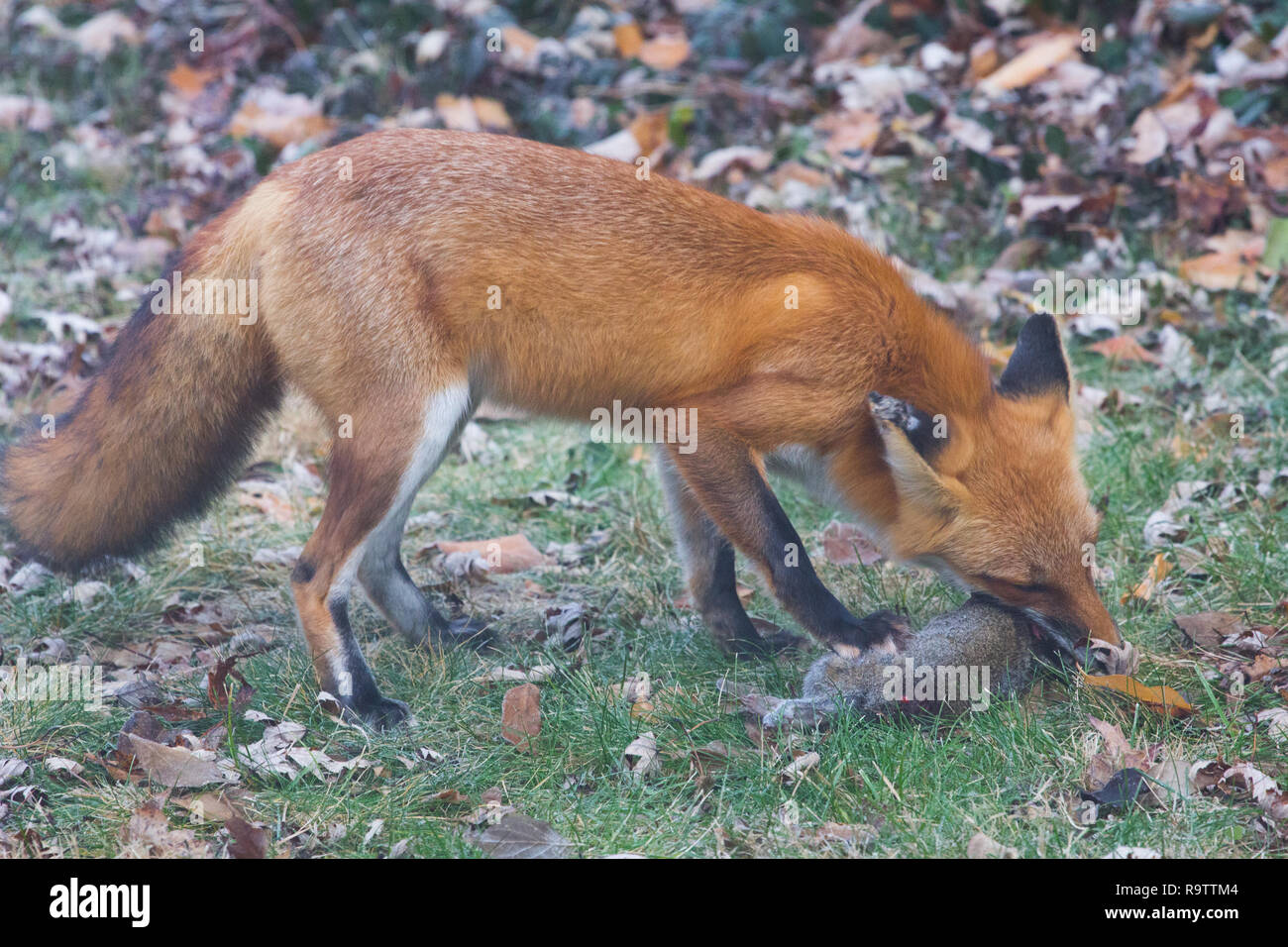 Red Fox Eating Squirrel Stock Photo Alamy