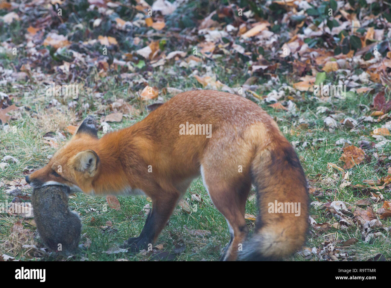 Red Fox Squirrel High Resolution Stock Photography and Images Alamy