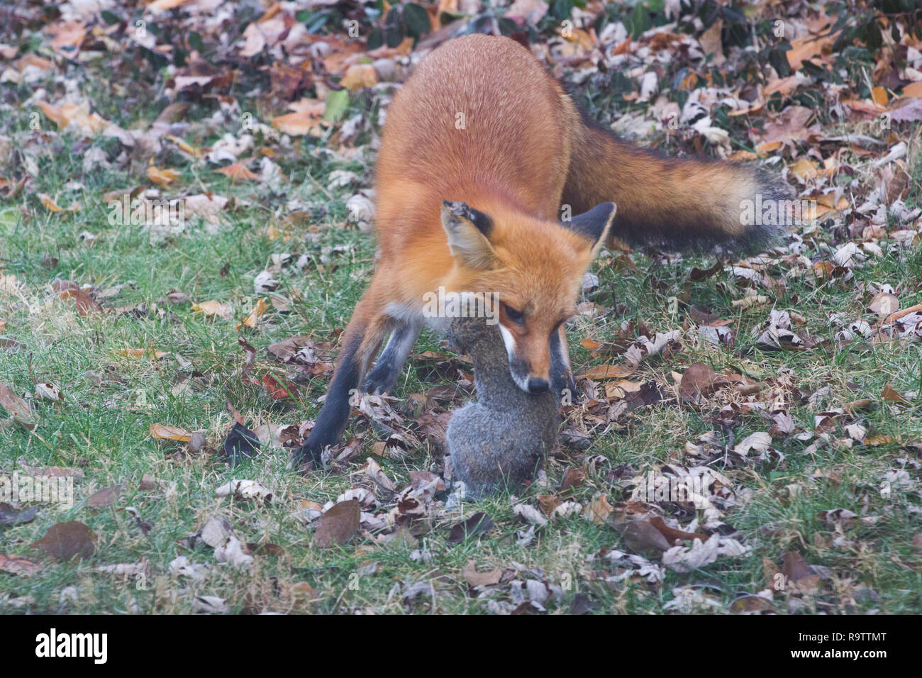 Red Fox Eating Squirrel Stock Photo Alamy