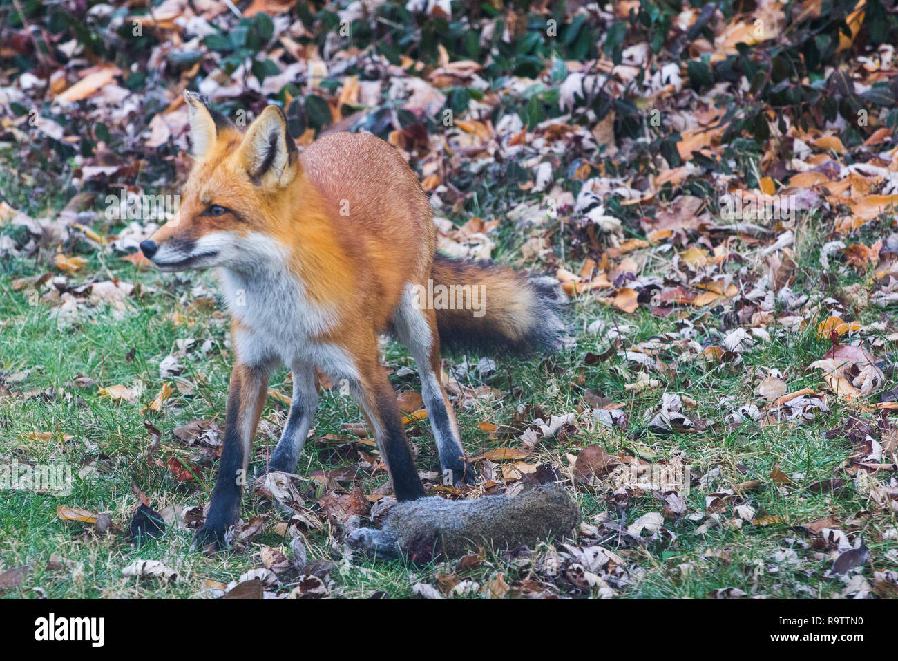 Red Fox Eating Squirrel Stock Photo - Alamy