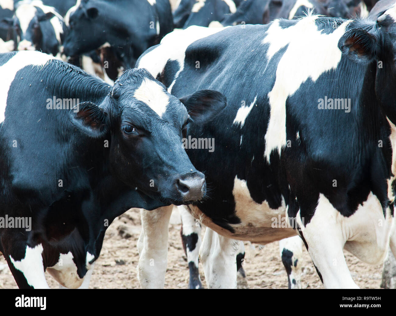 Pastoral scene black white cow hi-res stock photography and images - Alamy