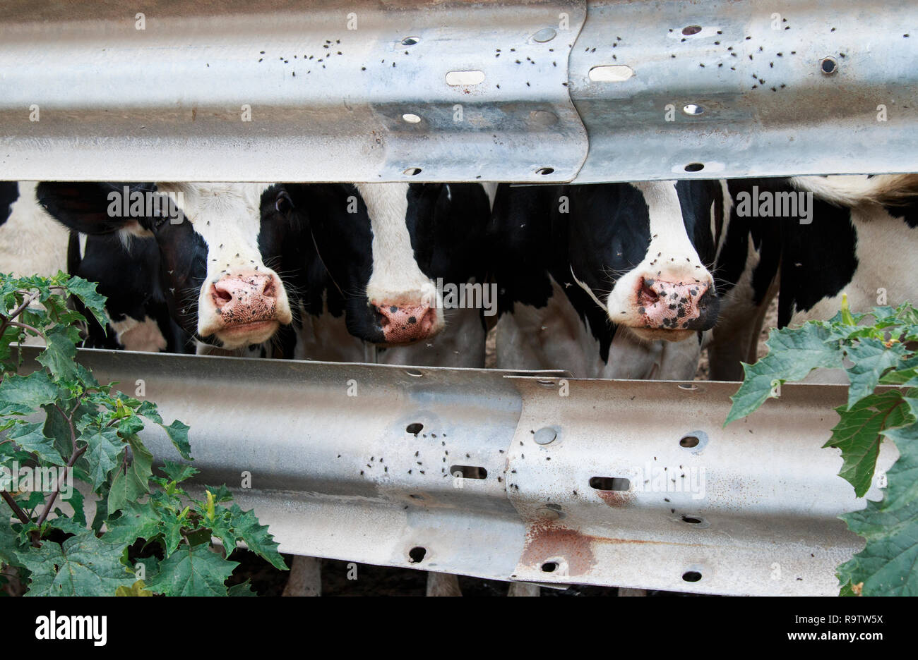 Black white cows head close hi-res stock photography and images - Alamy