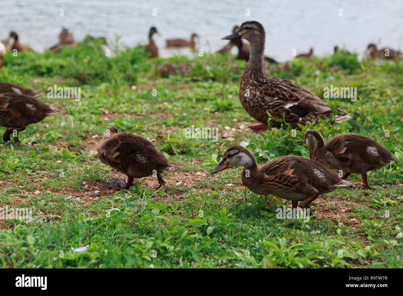 Mother Duck With Ducklings High Resolution Stock Photography and Images ...