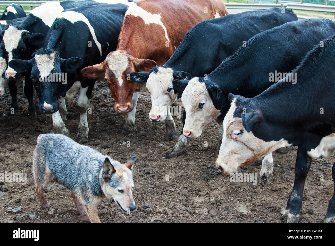 australian cattle dog herding cows