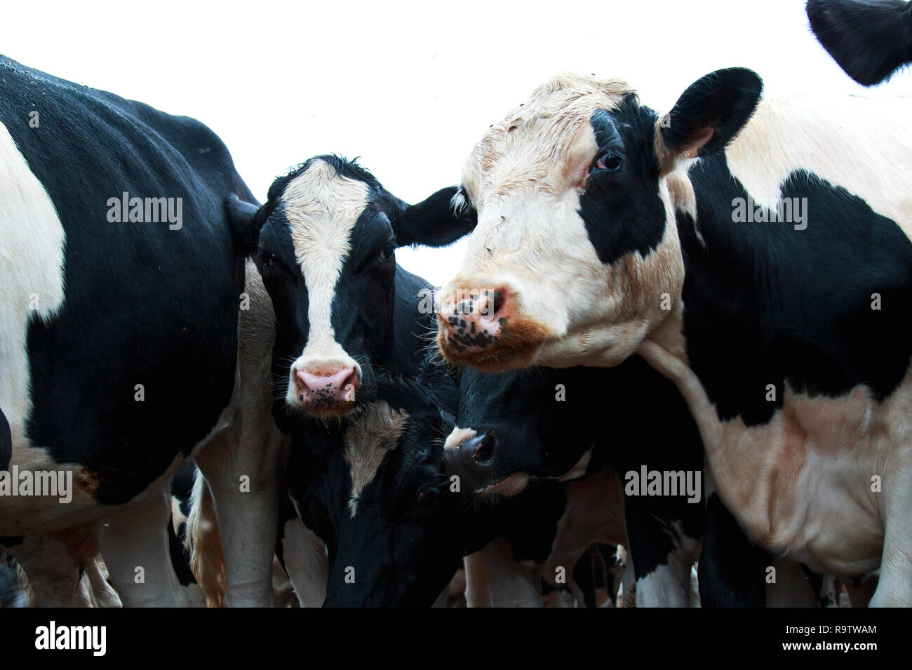 Black white cows head close hi-res stock photography and images - Alamy