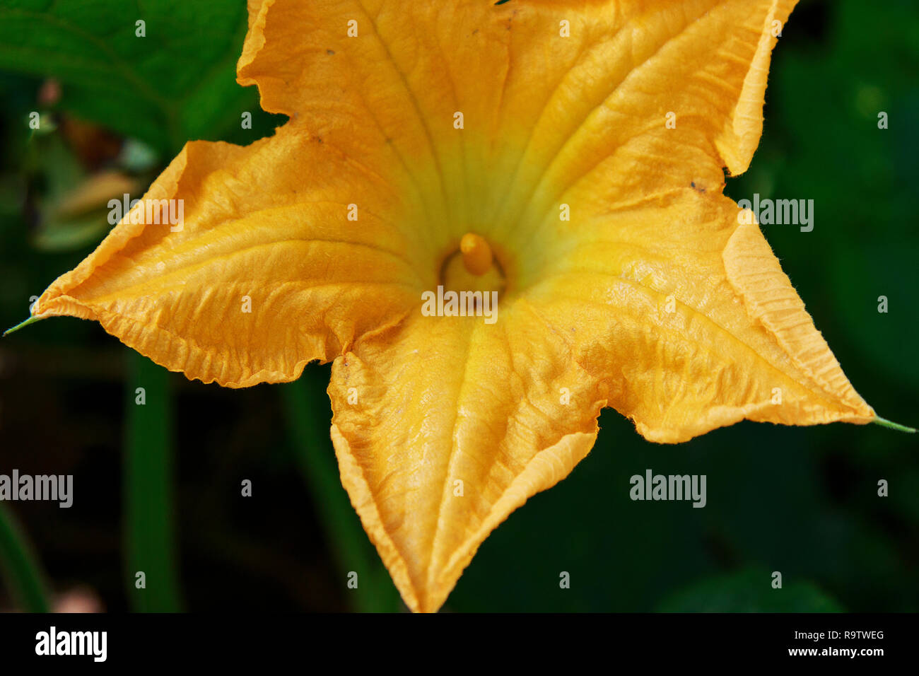 (field) (pumpkin) (vine) (summer) hires stock photography and images