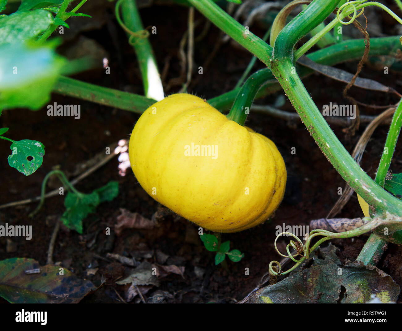 Pumpkin growing in the ground hi-res stock photography and images - Alamy